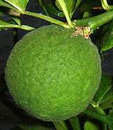 Unripe Japanese Bitter Orange